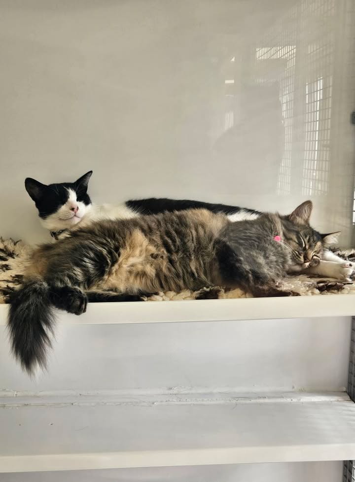 April Cottage Cattery