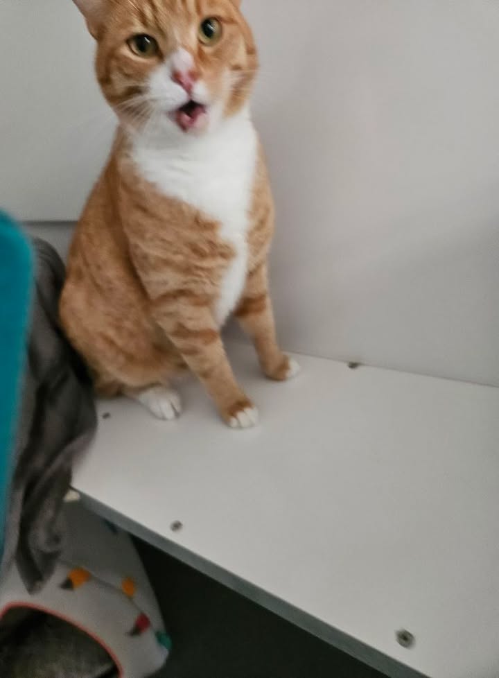 April Cottage Cattery