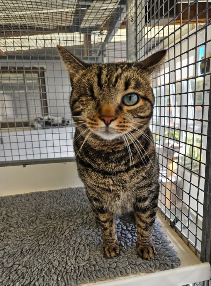 April Cottage Cattery