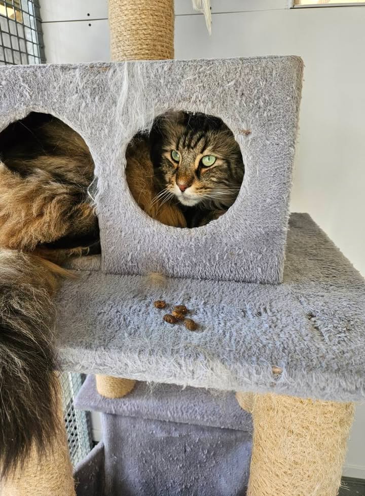 April Cottage Cattery