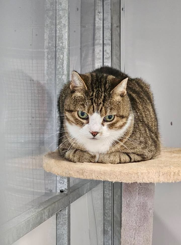 April Cottage Cattery