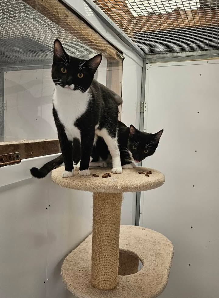 April Cottage Cattery