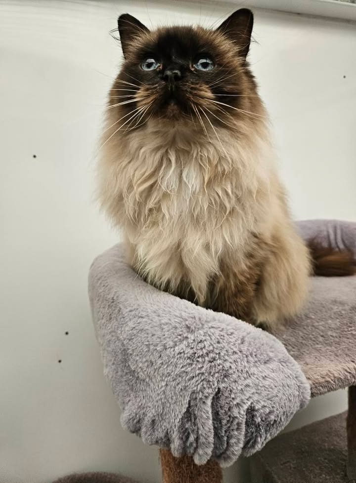 April Cottage Cattery