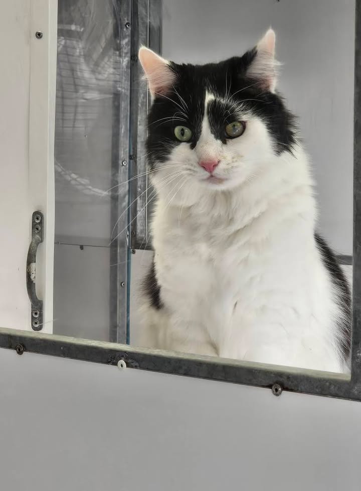 April Cottage Cattery