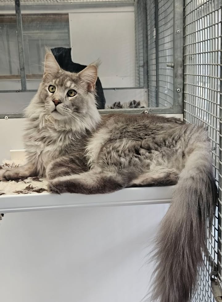 April Cottage Cattery