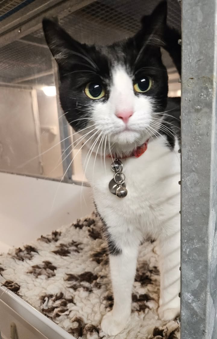 April Cottage Cattery