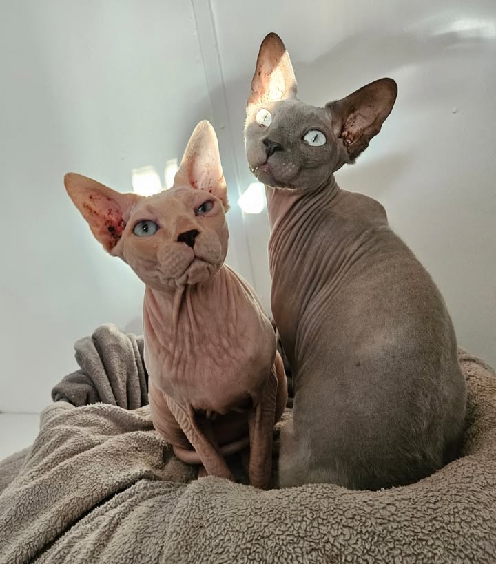 April Cottage Cattery