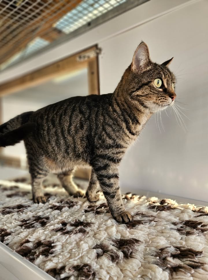 April Cottage Cattery