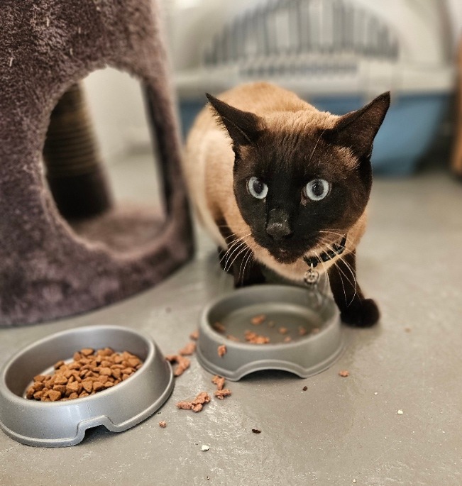 April Cottage Cattery