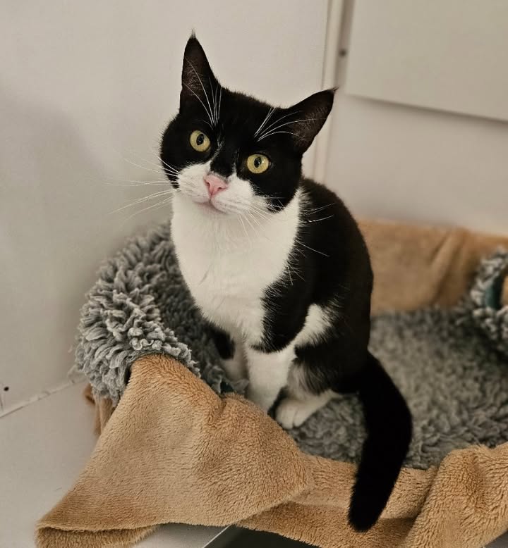 April Cottage Cattery