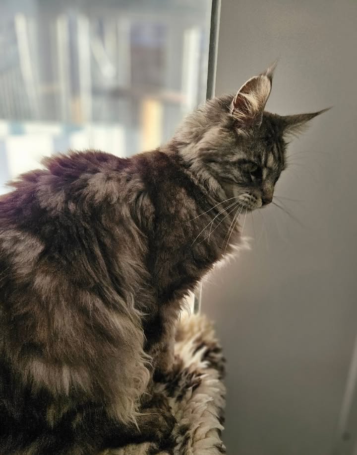 April Cottage Cattery