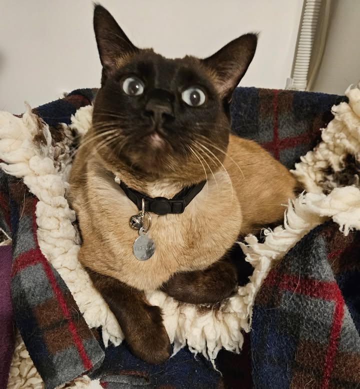 April Cottage Cattery