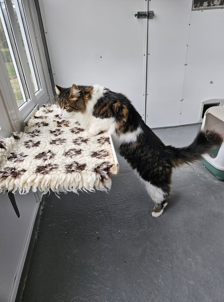 April Cottage Cattery