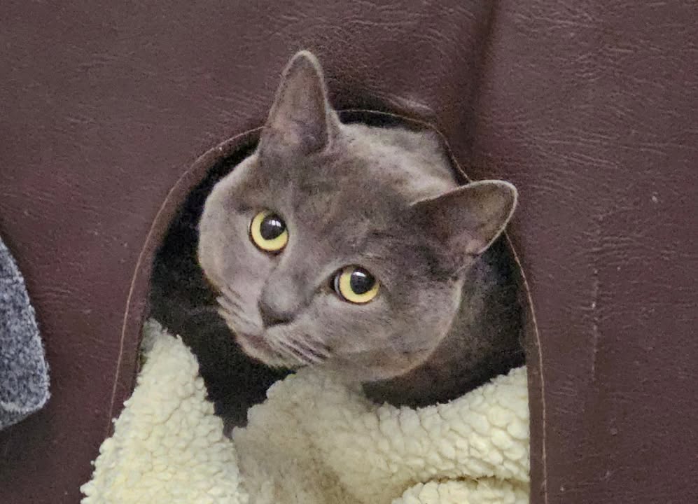 April Cottage Cattery