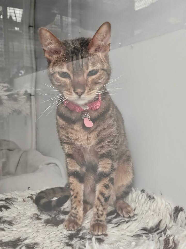 April Cottage Cattery