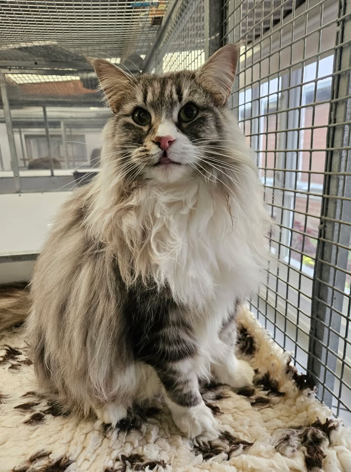 April Cottage Cattery