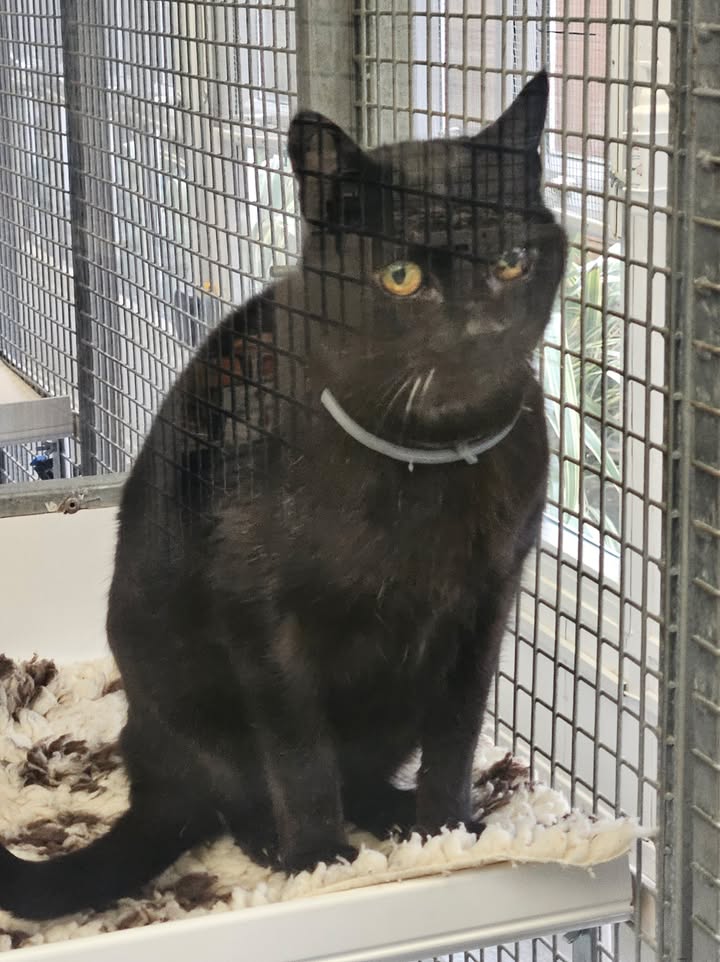 April Cottage Cattery