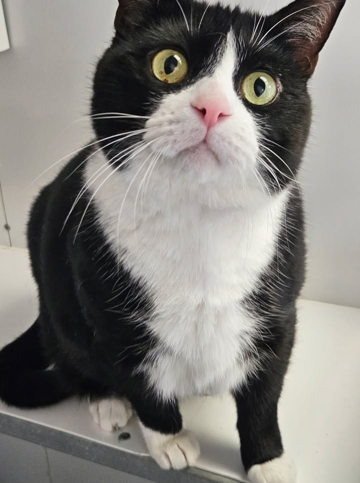 April Cottage Cattery