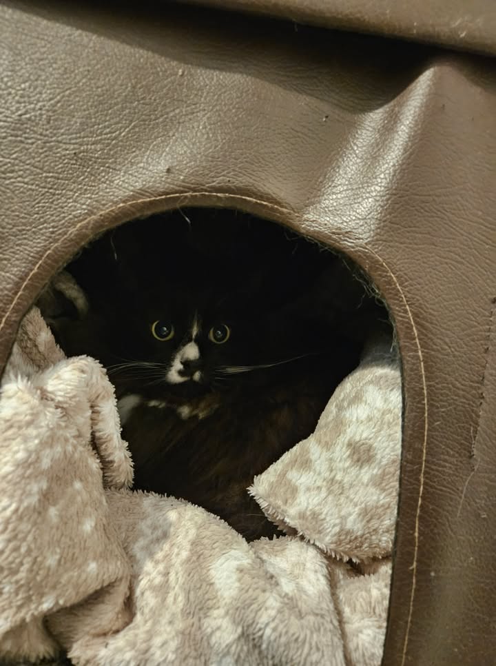 April Cottage Cattery
