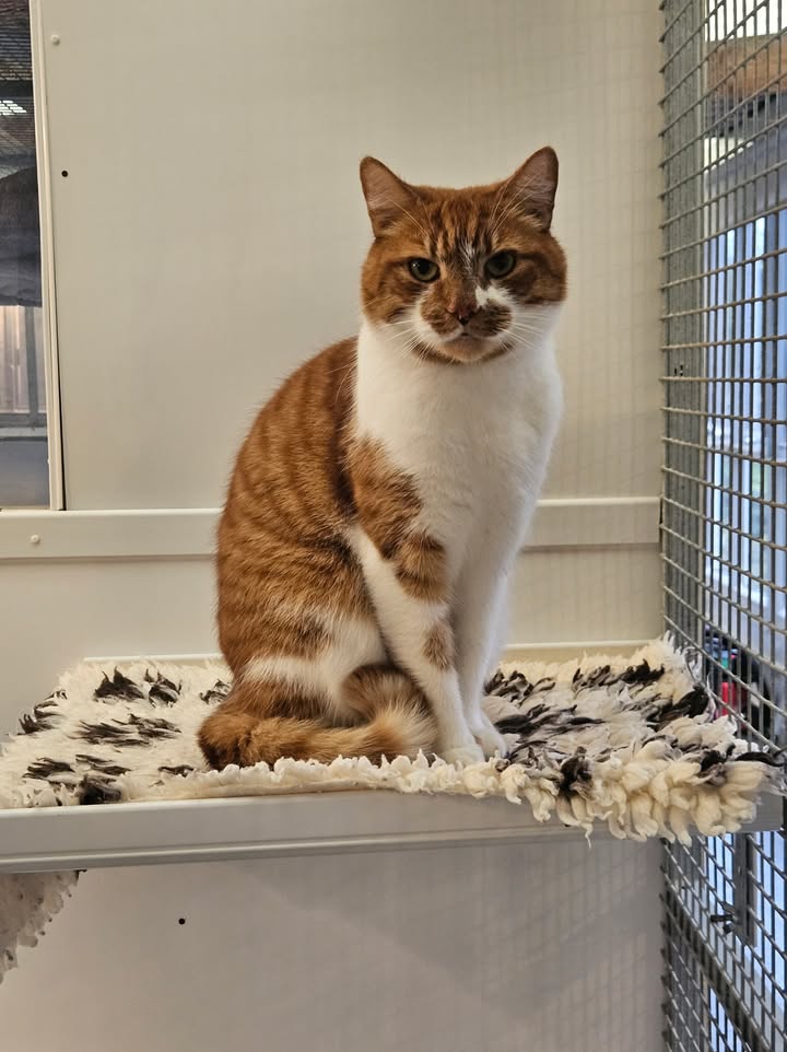 April Cottage Cattery