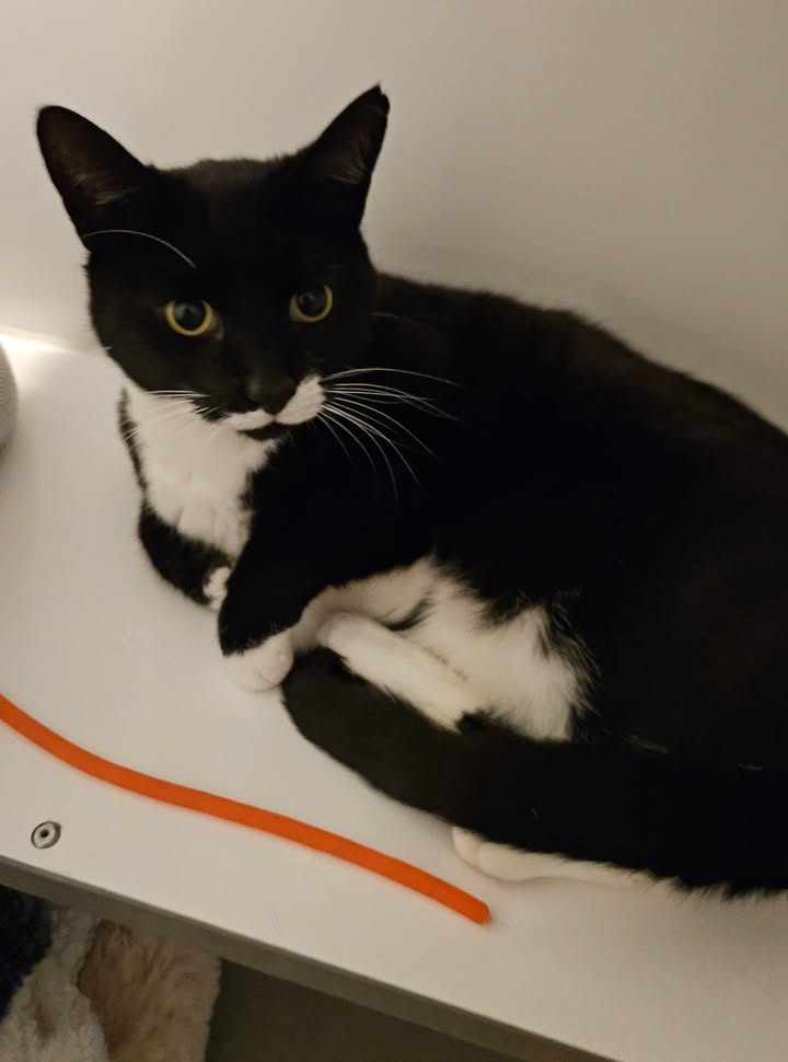 April Cottage Cattery