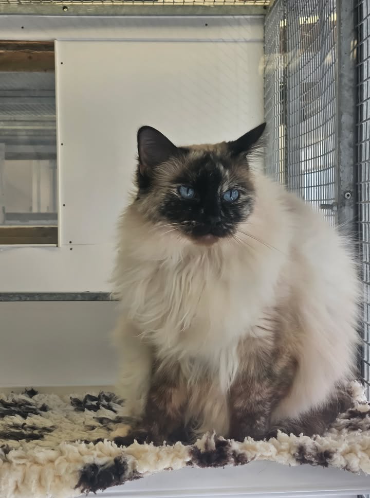 April Cottage Cattery