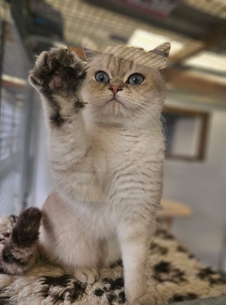 April Cottage Cattery