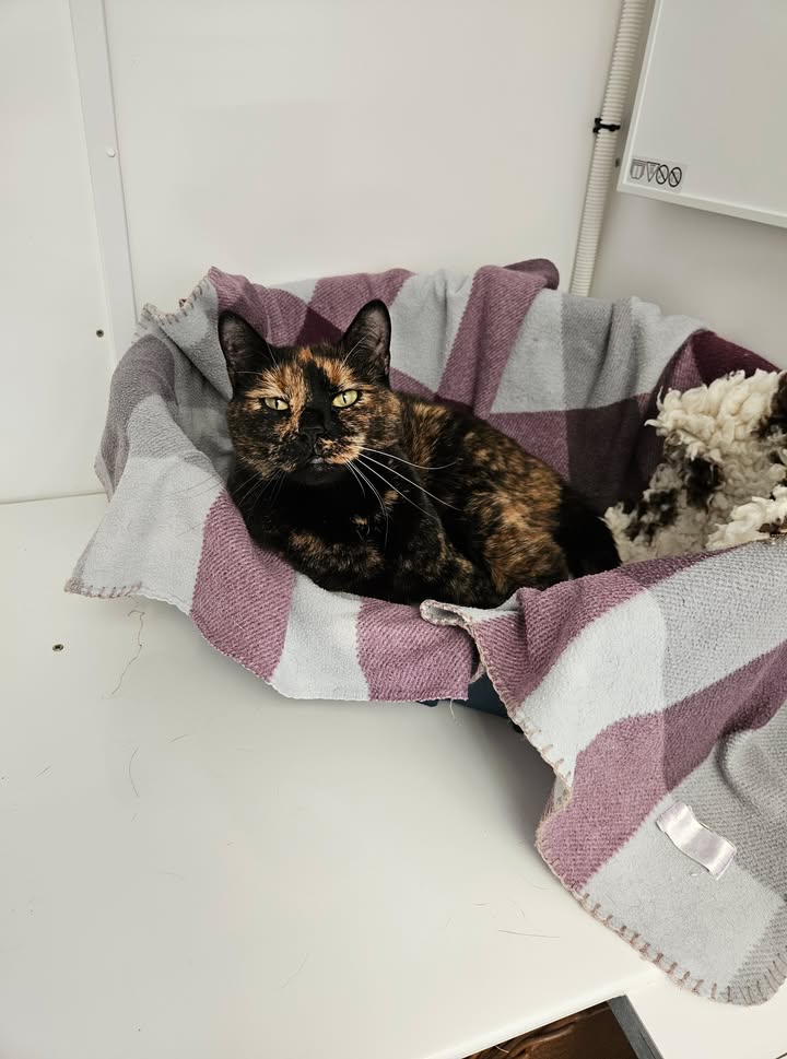 April Cottage Cattery