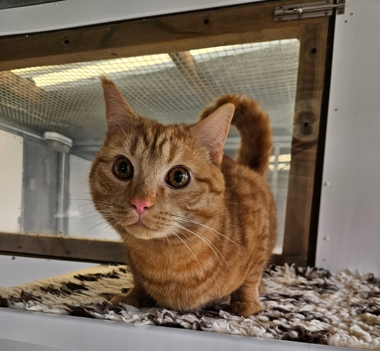 April Cottage Cattery