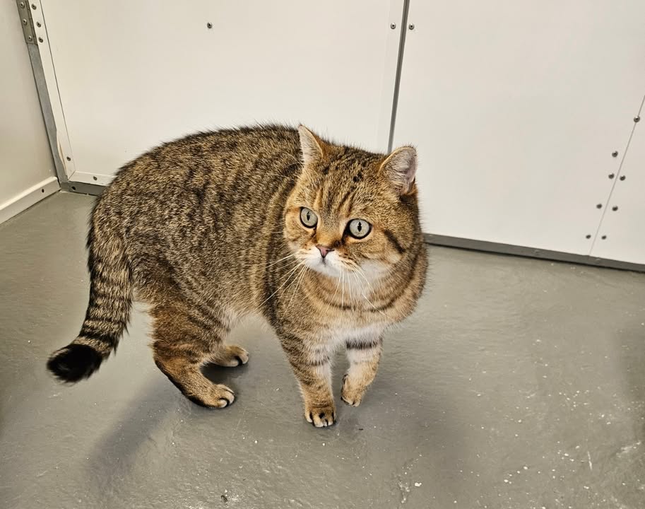 April Cottage Cattery
