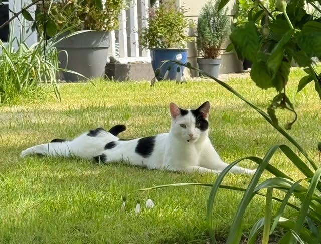 April Cottage Cattery