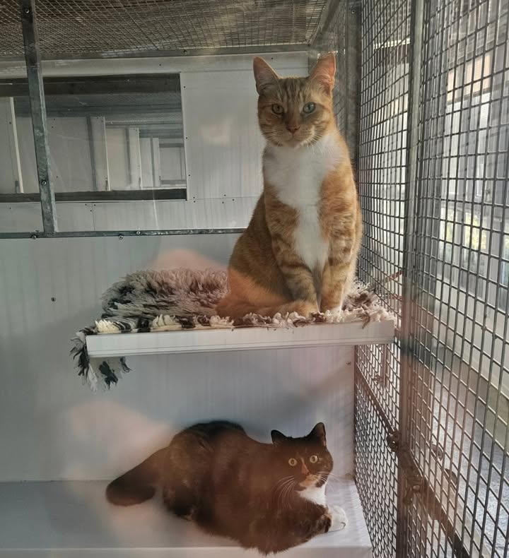 April Cottage Cattery