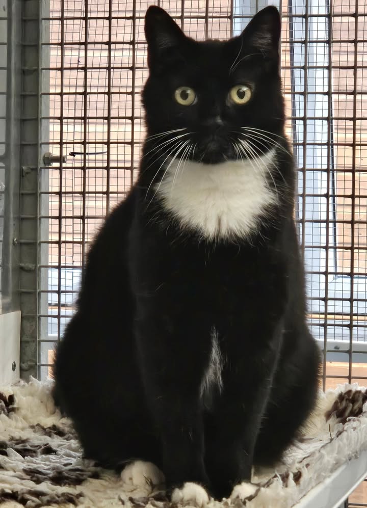April Cottage Cattery