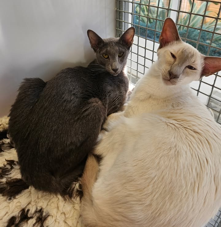 April Cottage Cattery