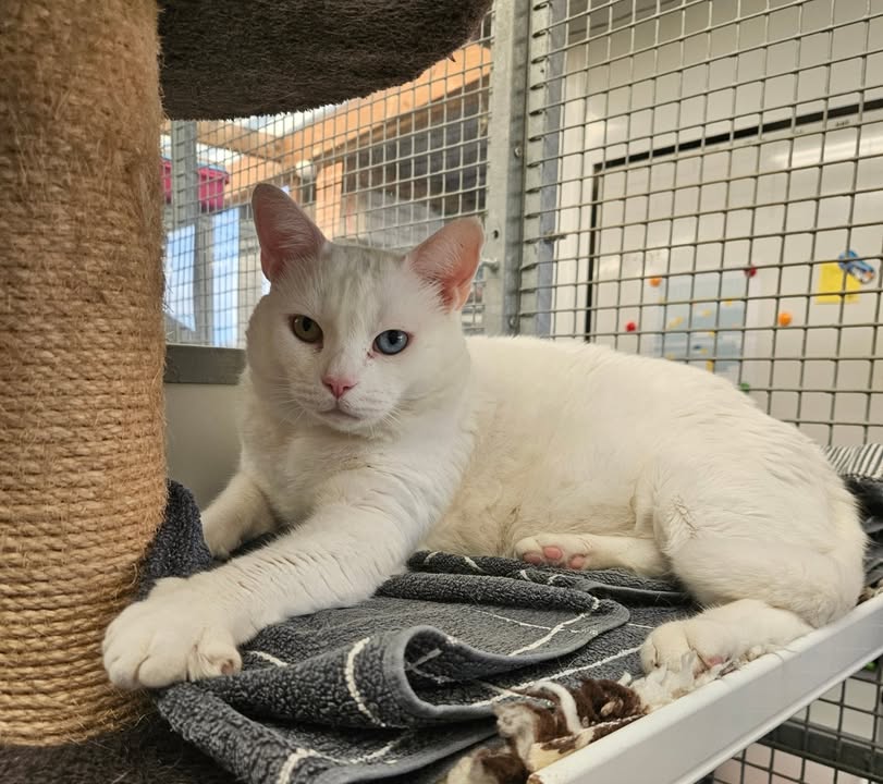 April Cottage Cattery