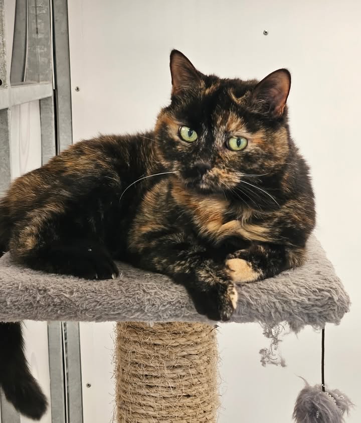 April Cottage Cattery
