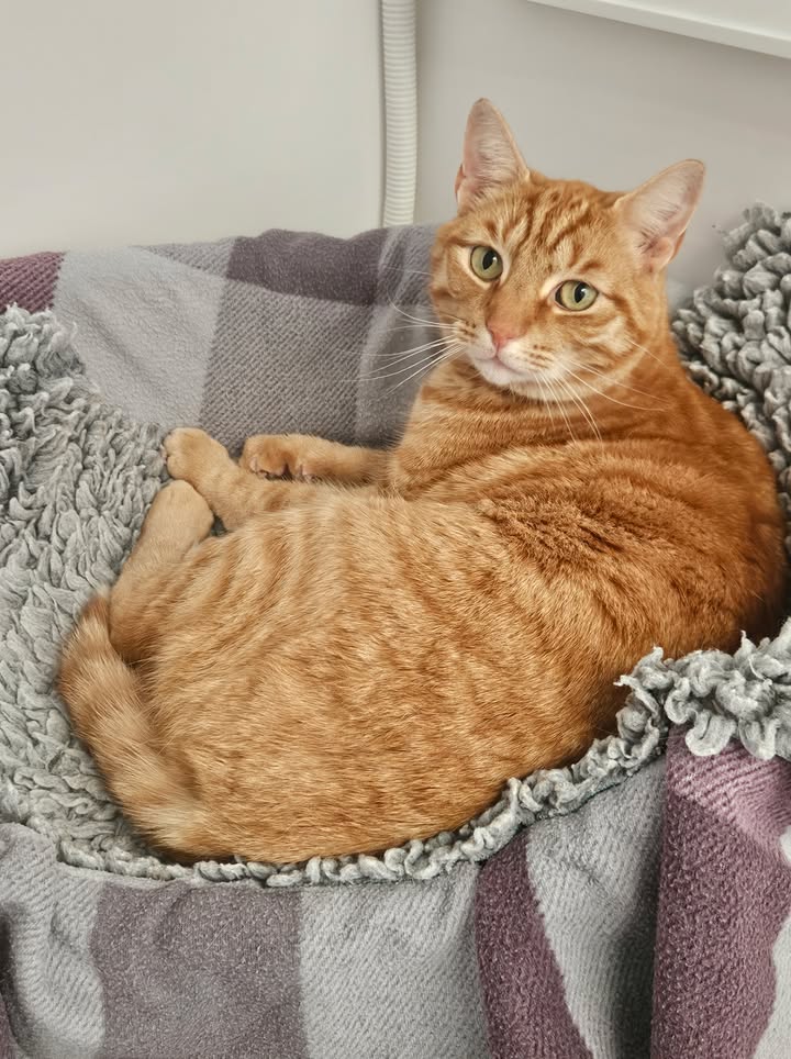 April Cottage Cattery