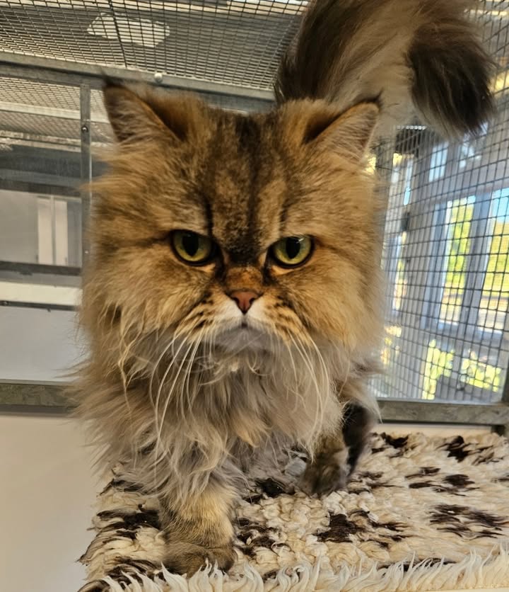 April Cottage Cattery