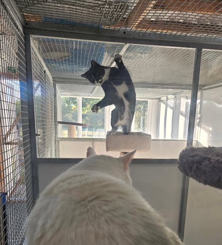 April Cottage Cattery