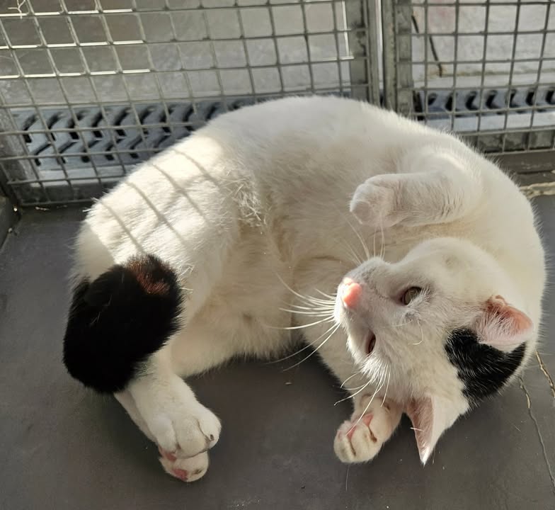 April Cottage Cattery