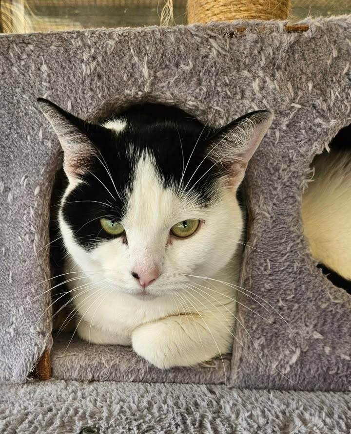 April Cottage Cattery